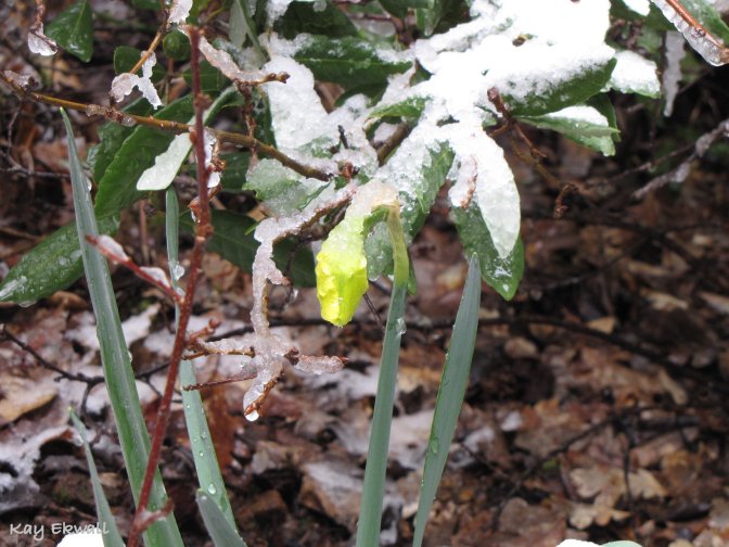 Daffodil in the snow